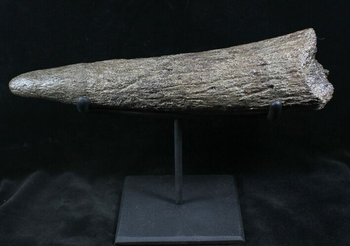 Juvenile Triceratops Horn With Stand - Montana #26870